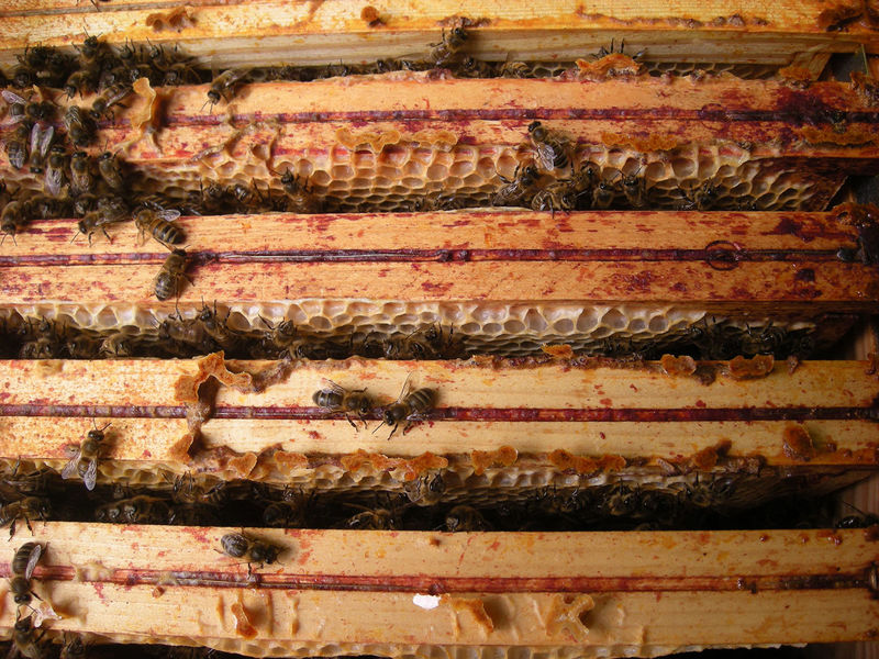 La ruche Brome Fierger